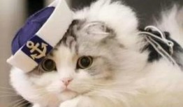 懒猫吃瓜酱小视频下载,揭秘短视频下载背后的秘密