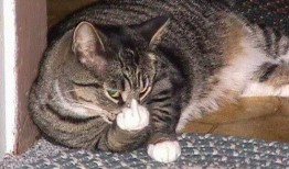 美女喂猫猫吃瓜视频下载,美女与萌猫共度美好时光