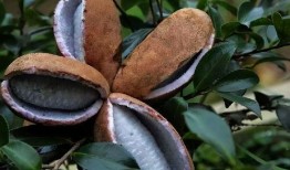 八月瓜可当菜吃吗视频