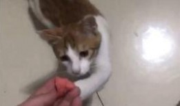 美女喂猫猫吃瓜视频下载,美女与萌猫共度美好时光