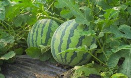 浙江农林吃瓜视频,吃瓜视频背后的校园生活趣闻