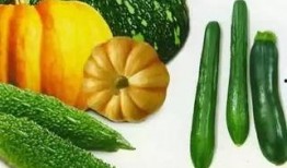 种瓜吃瓜的视频,种瓜吃瓜，共享丰收喜悦