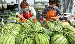 讲吃瓜视频,带你领略网络美食风潮