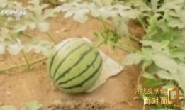 吃瓜网红事件新疆视频,揭秘事件背后真相