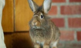 宠物兔吃瓜的视频播放,可爱瞬间引网友爆笑