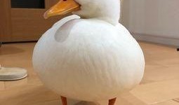 吃瓜鸭怎么捏好看视频,打造萌态十足的小可爱