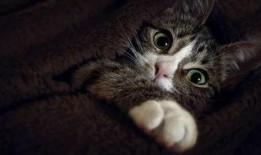 猫怎么吃哈密瓜好呢视频,猫享用哈密瓜的正确姿势与技巧