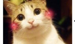 喵咪吃瓜视频素材下载大全,萌宠欢乐时光集锦