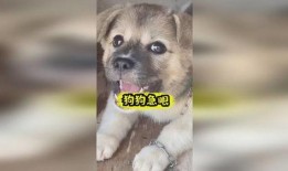 二狗子直播吃瓜视频下载,一场视觉盛宴的下载攻略