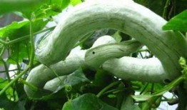 吃蛇瓜小视频大全,小视频带你领略独特风味