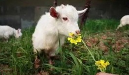 羊可以吃龙瓜吗视频教程