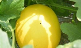 金玉瓜怎么吃最好吃视频,视频教你如何吃出最佳口感