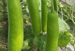 瓠瓜如何削皮快速吃视频,轻松享受美味佳肴