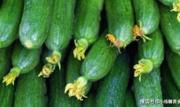 找吃瓜视频,跟随找吃瓜视频探寻热门事件背后的真相