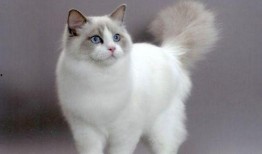 布偶猫吃瓜围观视频大全,萌态十足视频大盘点