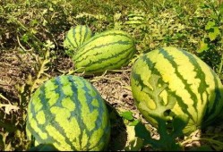 小康吃瓜视频在线观看网站,揭秘热门视频网站，畅享在线观看盛宴