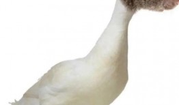 柯尔鸭吃瓜视频大全下载,萌宠欢乐时光集锦