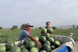 扬州广陵区吃瓜事件视频,扬州广陵区“吃瓜事件”引发社会关注