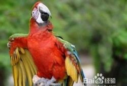 鹦鹉可以吃哈密瓜嘛视频,揭秘哈密瓜的适口性