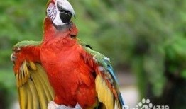 鹦鹉可以吃哈密瓜嘛视频,揭秘哈密瓜的适口性