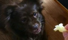 狗吃瓜的视频,萌宠吃瓜视频走红网络