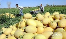 牧民吃哈密瓜视频在线观看