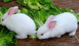 小兔子吃葫芦瓜的视频教程,趣味视频教程解析