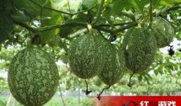 该怎么吃吊瓜好吃呢视频,吊瓜怎么吃才最好吃