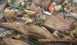 刘大瓜吃甲鱼烧鸡视频,甲鱼烧鸡大比拼