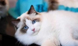 布偶猫吃瓜围观视频大全,萌态十足视频大盘点