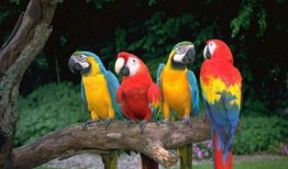 鹦鹉吃红瓜视频教程下载,轻松学会喂食技巧