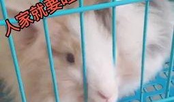 宠物兔吃瓜的视频播放,可爱瞬间引网友爆笑