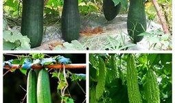 吃瓜高手视频集锦