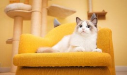 喵咪吃瓜视频素材下载大全,萌宠欢乐时光集锦