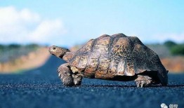 带你吃瓜乌龟跳舞视频完整版,带你领略带瓜乌龟的欢乐舞步