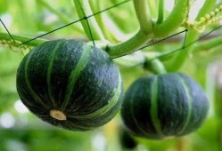 微山最近吃瓜视频,揭秘当地热点事件背后的真相