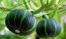 微山最近吃瓜视频,揭秘当地热点事件背后的真相