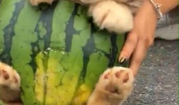 狗吃瓜的视频,萌宠吃瓜视频走红网络