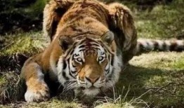 老虎吃瓜动物视频大全,老虎吃瓜动物趣味视频大盘点