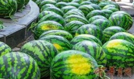 浙江农林吃瓜视频,吃瓜视频背后的校园生活趣闻