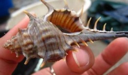 海边吃螺瓜视频,一场海边美食之旅