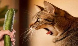 吃瓜猫俊秀最新视频,揭秘幕后故事，带你领略趣味生活