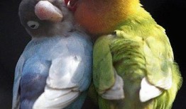 鹦鹉吃红瓜视频教程下载,轻松学会喂食技巧