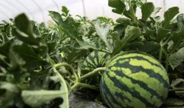 长寿路吃瓜视频