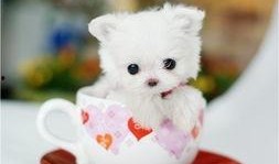 茶杯犬吃哈密瓜会死吗视频,生命安全堪忧！