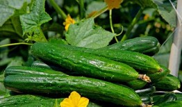 吃大瓜的视频模板怎么发,轻松打造热门短视频