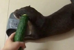 坐着吃瓜的视频,揭秘坐着吃瓜的流行趋势