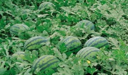 禹城吃瓜视频大全,趣味横生的民间美食盛宴