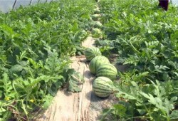 庆安最新吃瓜事件视频,视频揭秘惊人真相！