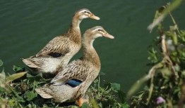 柯尔鸭吃瓜视频大全下载,萌宠欢乐时光集锦